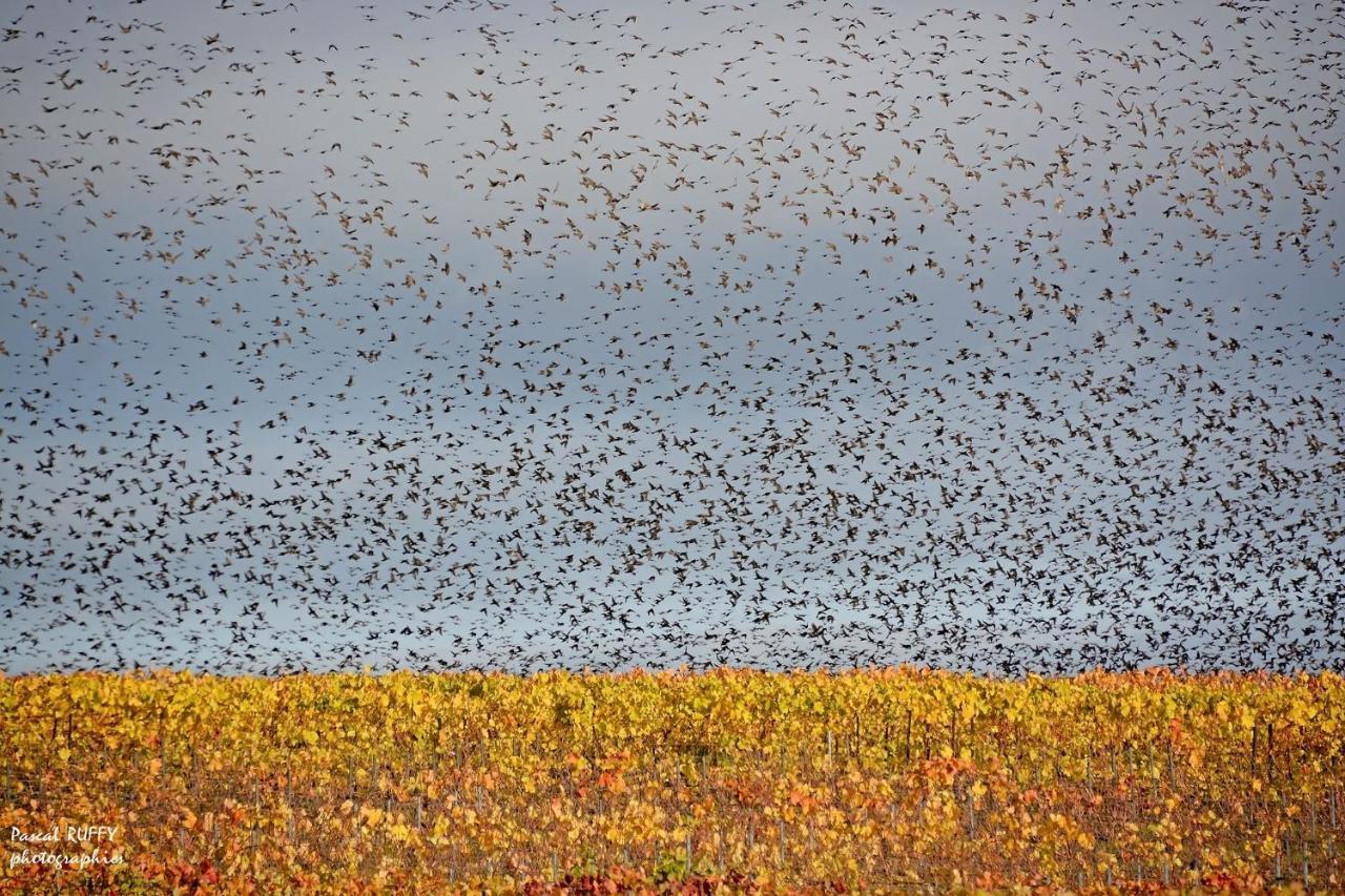 Вилла L'Aire Des Oiseaux Muno Экстерьер фото